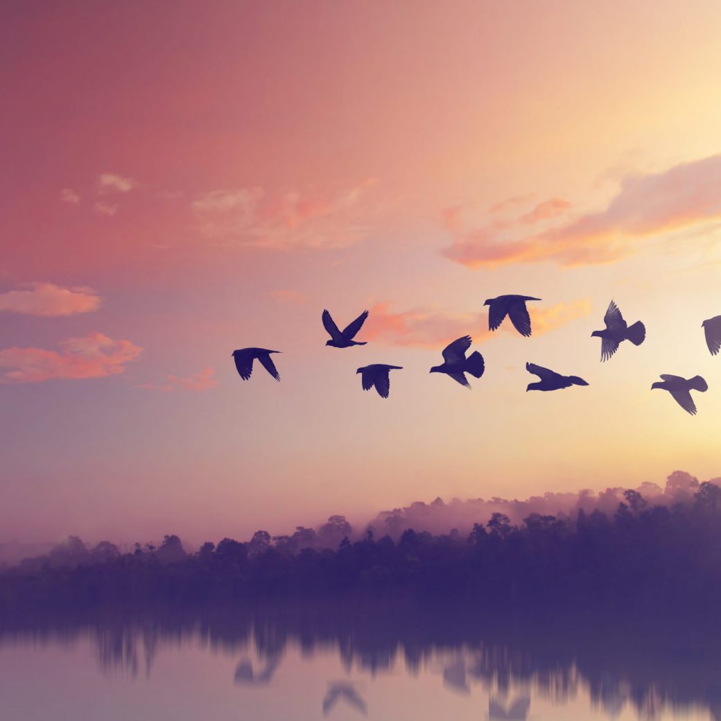 Sun,Shining,And,Birds,Silhouettes,Flying,Sunset,Sky,Go,Home